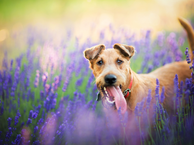 животное, собака, пёс, природа, поле, цветы, лаванда