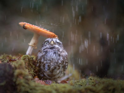 сыч, гриб, дождь