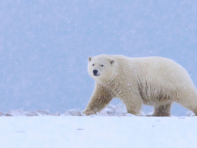 Аляска, белый медведь, полярный медведь, медведь, снег