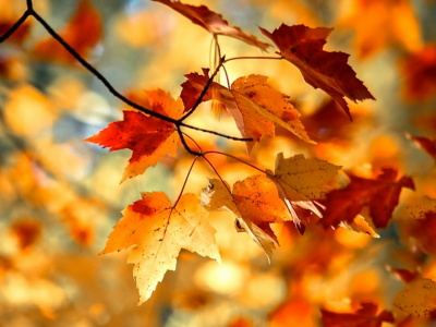 листья, природа, осень