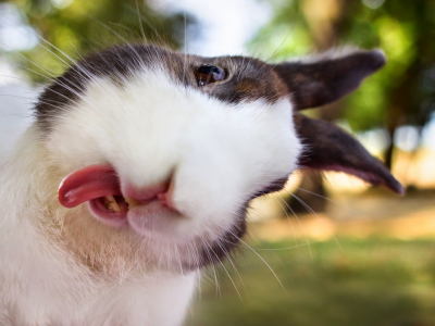 кролик, язык, удачный кадр