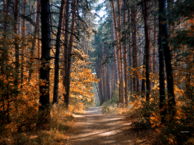 осень, лес, деревья, тропа, солнце, лучи, свет, краски