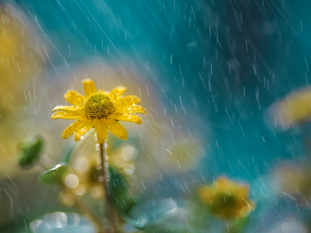 цветок, дождь, природа