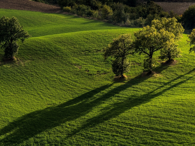 Pievebovigliana, Monti Sibillini National Park, Marche, Italy, Пьевебовильяна, Национальный парк Монти-Сибиллини, Марке, Италия, поля, деревья