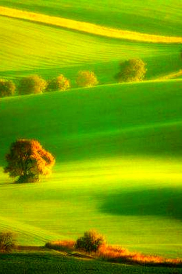 поле, деревья, зелёный