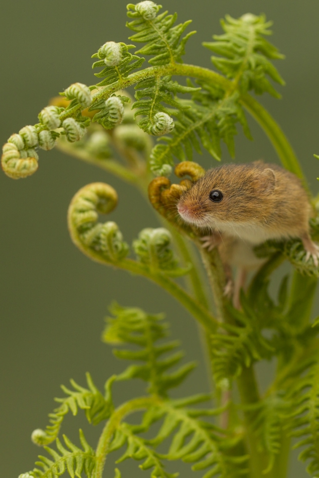 Harvest Mouse, Мышь-малютка, мышка, папоротник