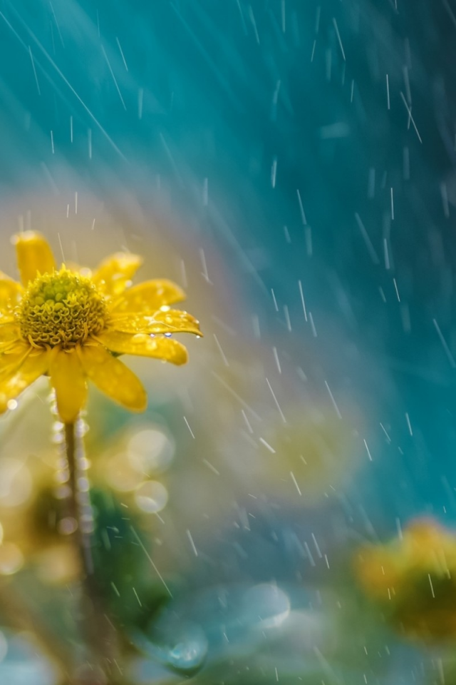 цветок, дождь, природа