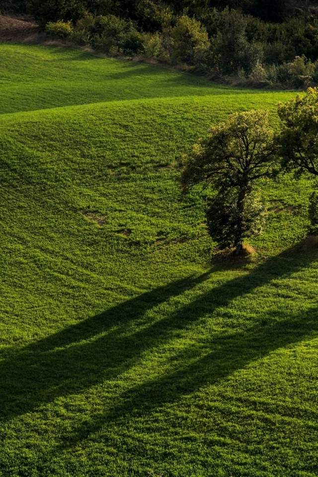 Pievebovigliana, Monti Sibillini National Park, Marche, Italy, Пьевебовильяна, Национальный парк Монти-Сибиллини, Марке, Италия, поля, деревья