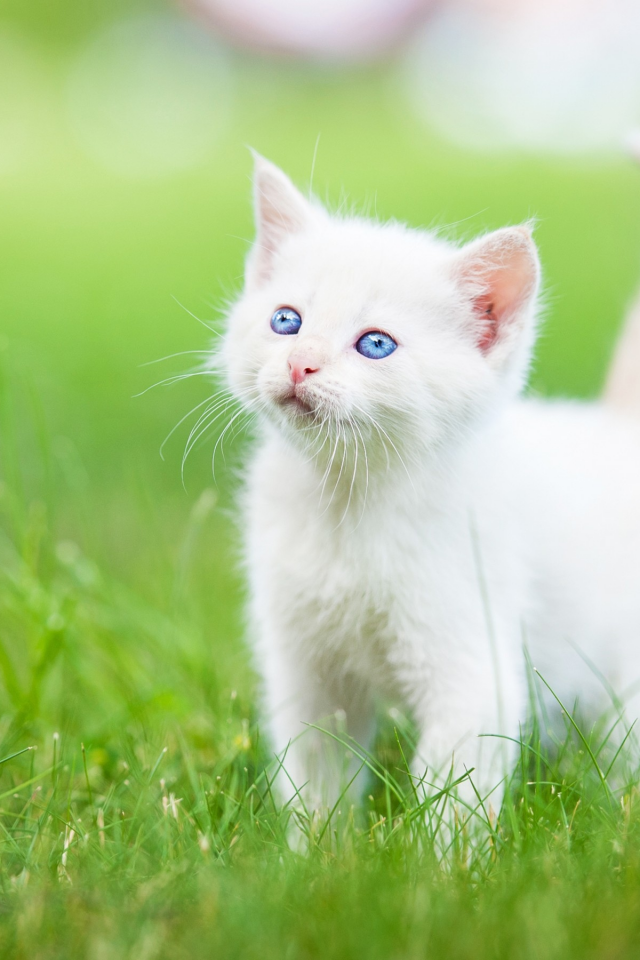 белый котёнок, котёнок, малыш, голубые глаза, трава