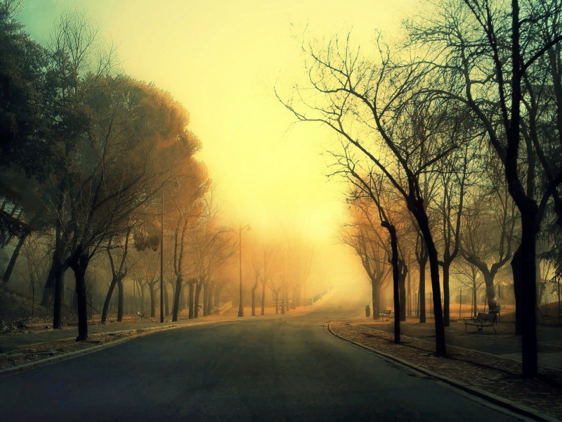 туман, дорога, деревья, аллея