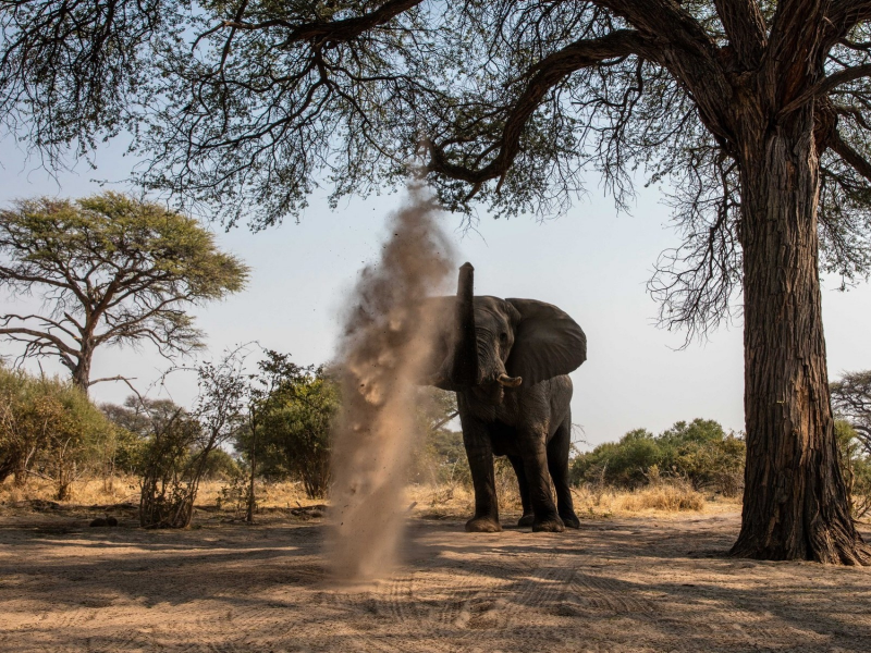 африка, саванна, слон, трубит, забавляется, пыль