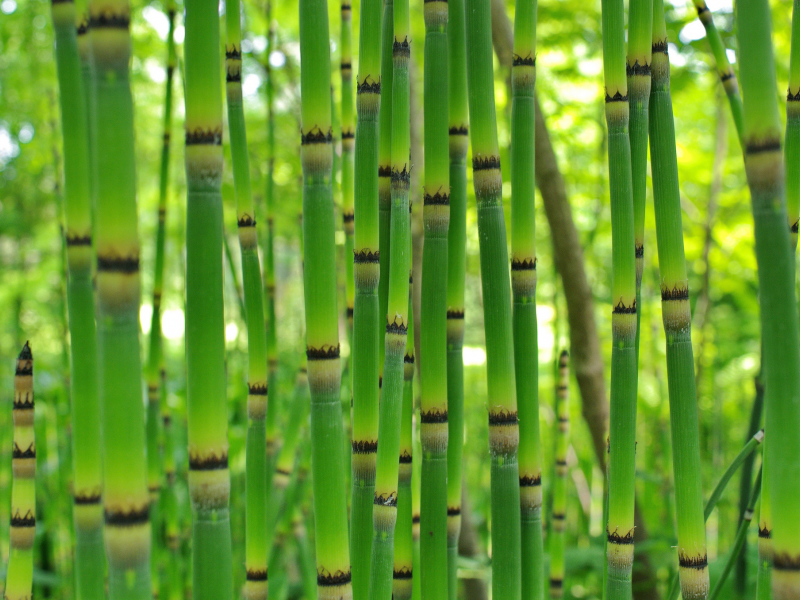 зелень, бамбук