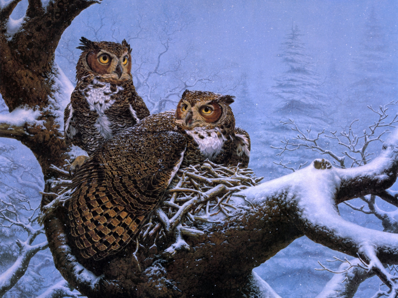 зима, совы, живопись, дерево, february nest, lee kromschroeder, гнездо