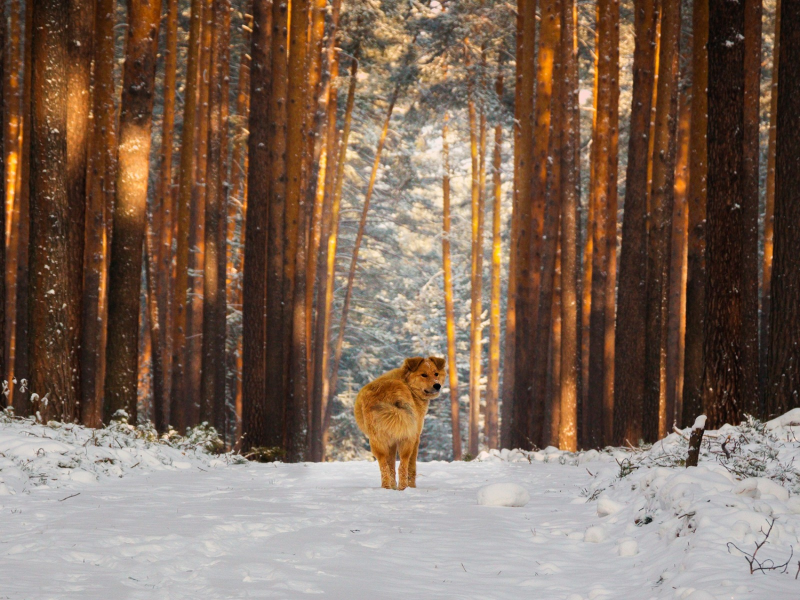 зима, лес, сосны, тропа, снег, собака