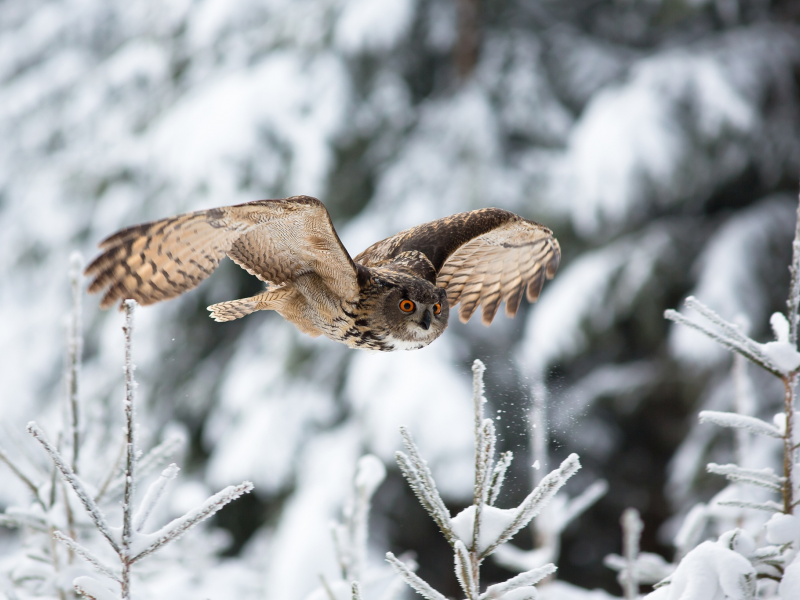 природа, зима, снег, птица, филин, полёт