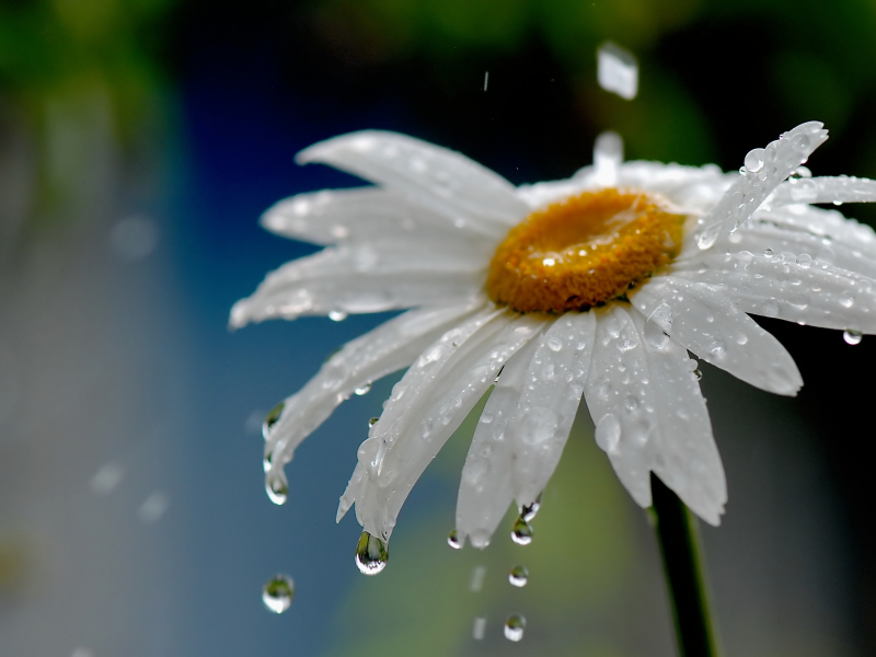 природа, ромашка, цветок, капли, дождь, вода