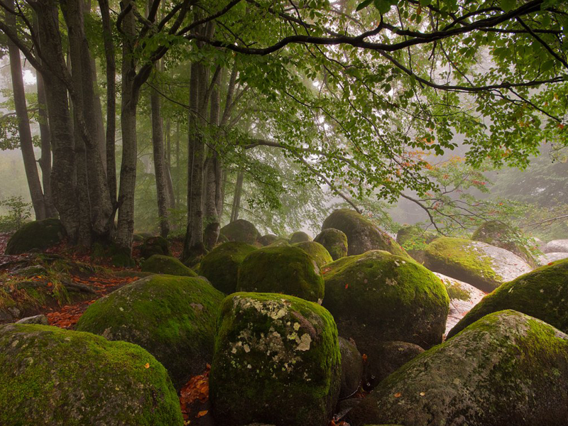 осень, Витоша, Болгария, горы, деревья, лес, скалы, камни, природа, пейзаж, туман