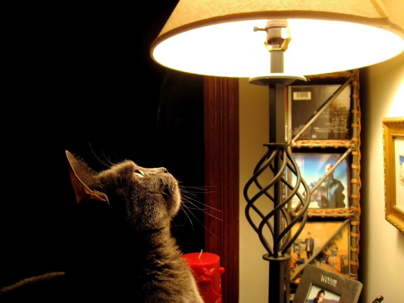 кошка, лампа