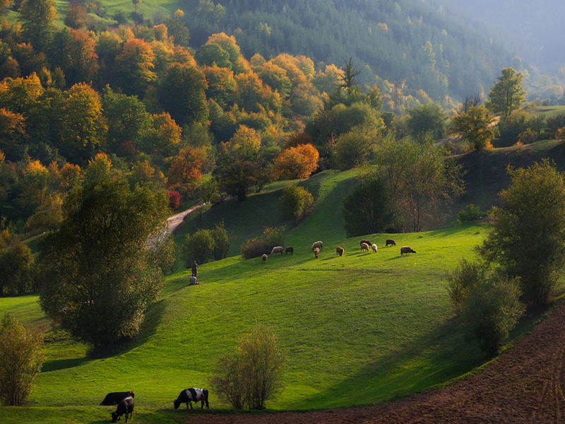 осень, пастбище, трава, коровы, стадо, холмы, горы, деревья, лес, туман, река, вода, природа, пейзаж, Родопи, Болгария
