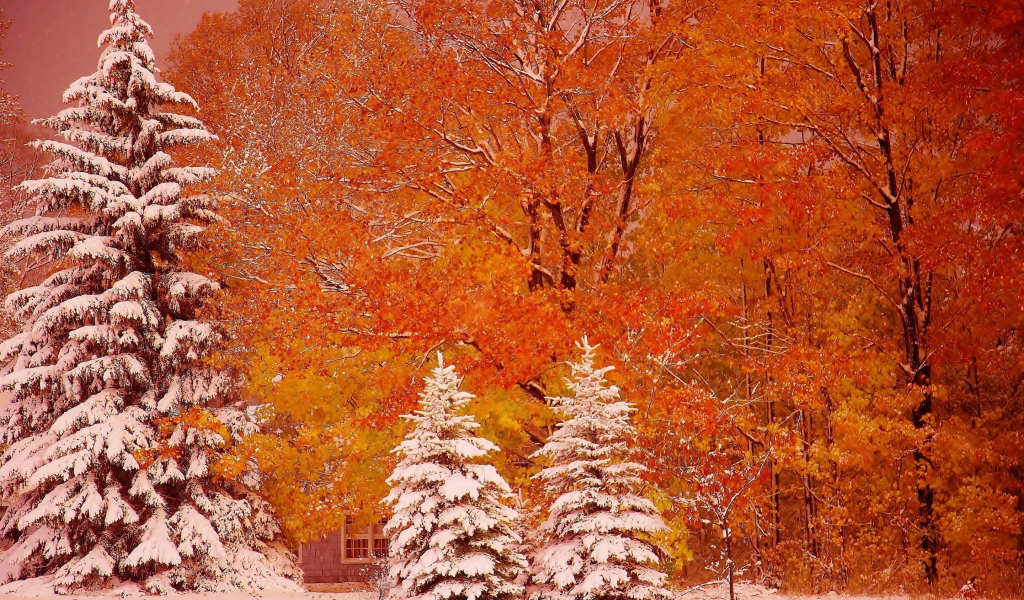 Munising, Michigan, Мунизинг, Мичиган, осень, деревья, ели, снег