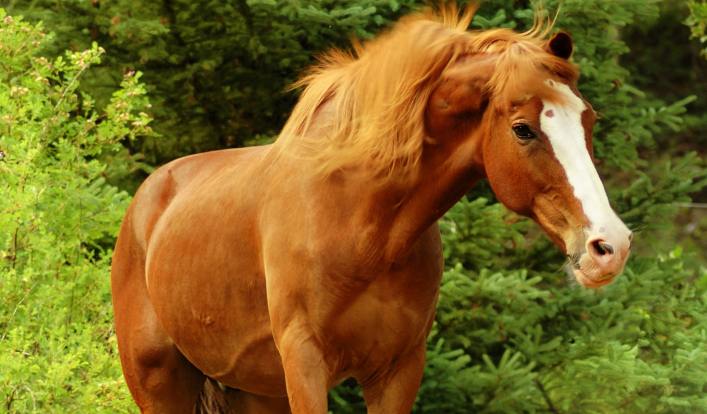 лошадь, конь, коричневый, лес, деревья, зелень, морда, красавец