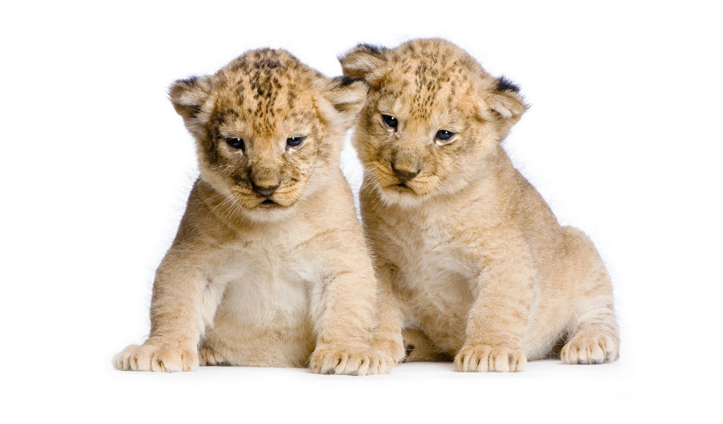 лев, львенок, львята, двое, два, пара, дикие кошки, сидят, милые, белый фон, фотосессия