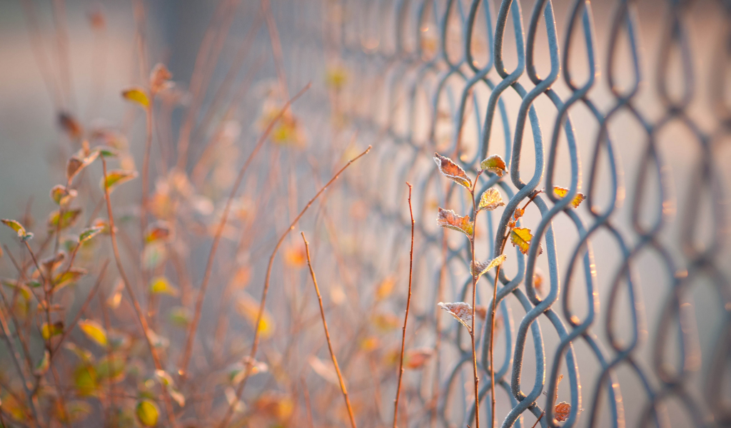 листья, ограждение, макро. сетка, ограда, забор, ворота