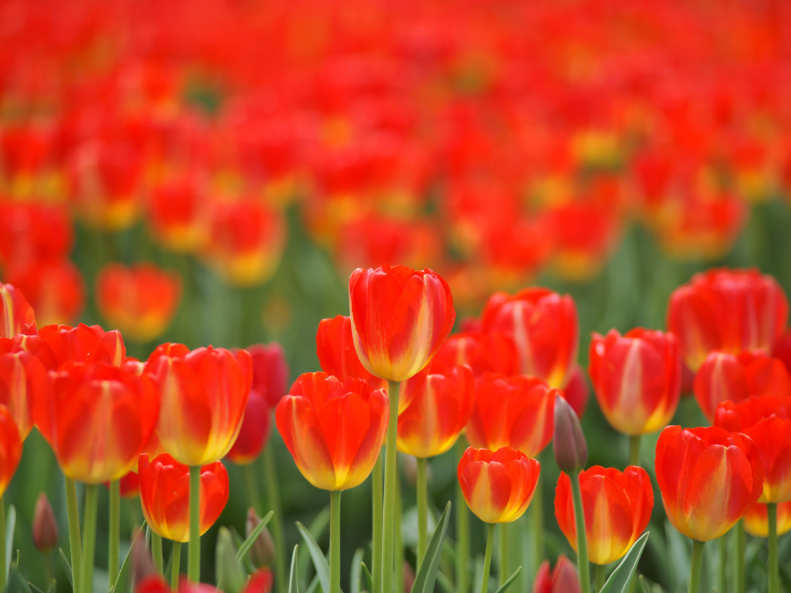 весна, поле, цветы, красные, тюльпаны