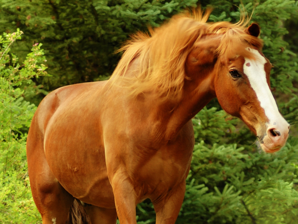 лошадь, конь, коричневый, лес, деревья, зелень, морда, красавец