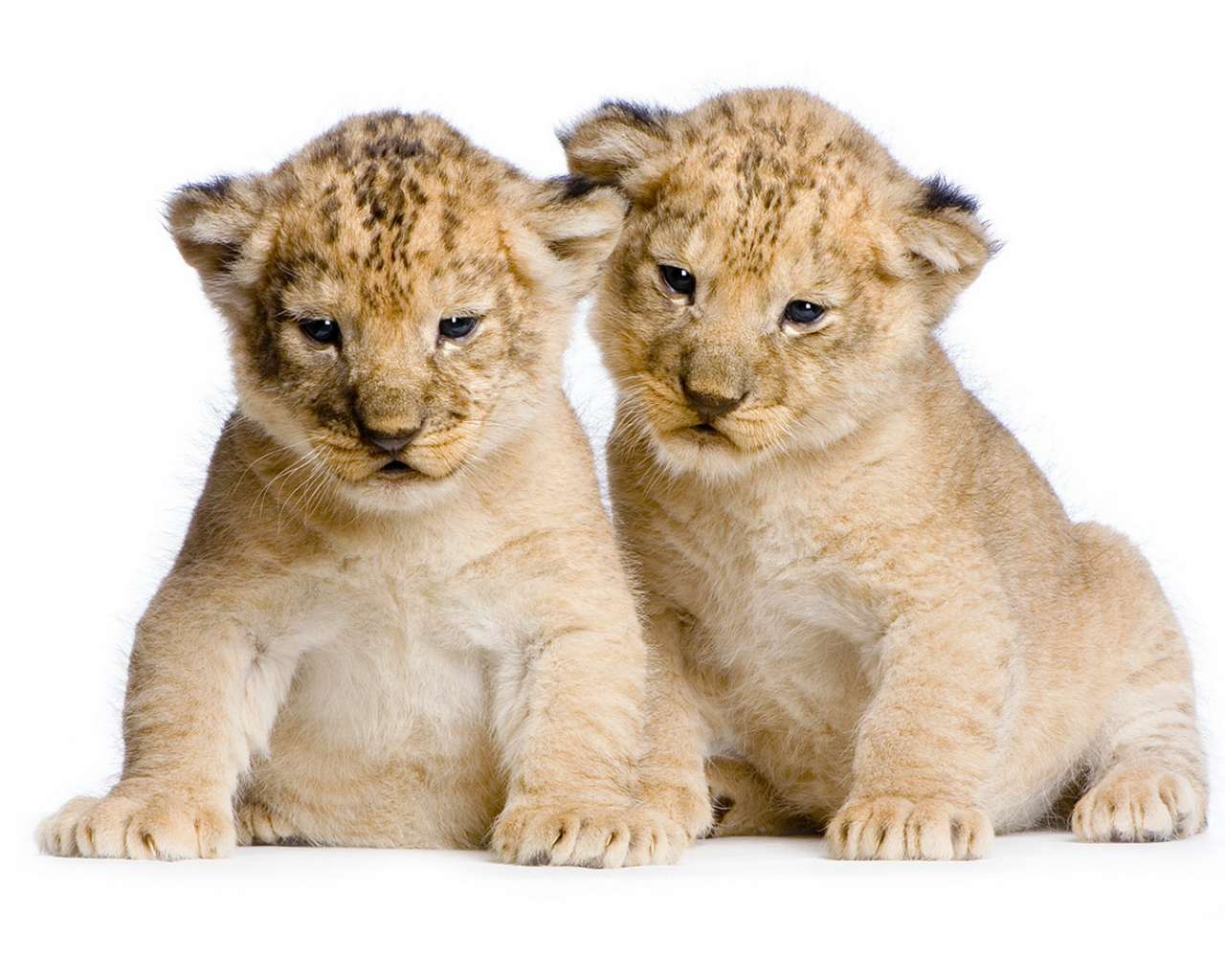 лев, львенок, львята, двое, два, пара, дикие кошки, сидят, милые, белый фон, фотосессия