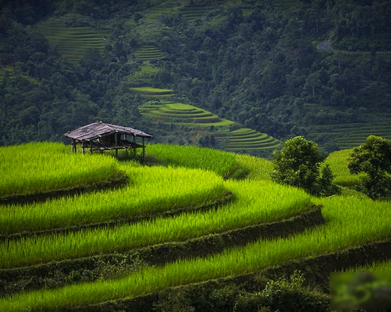 Вьетнам, поля, дома