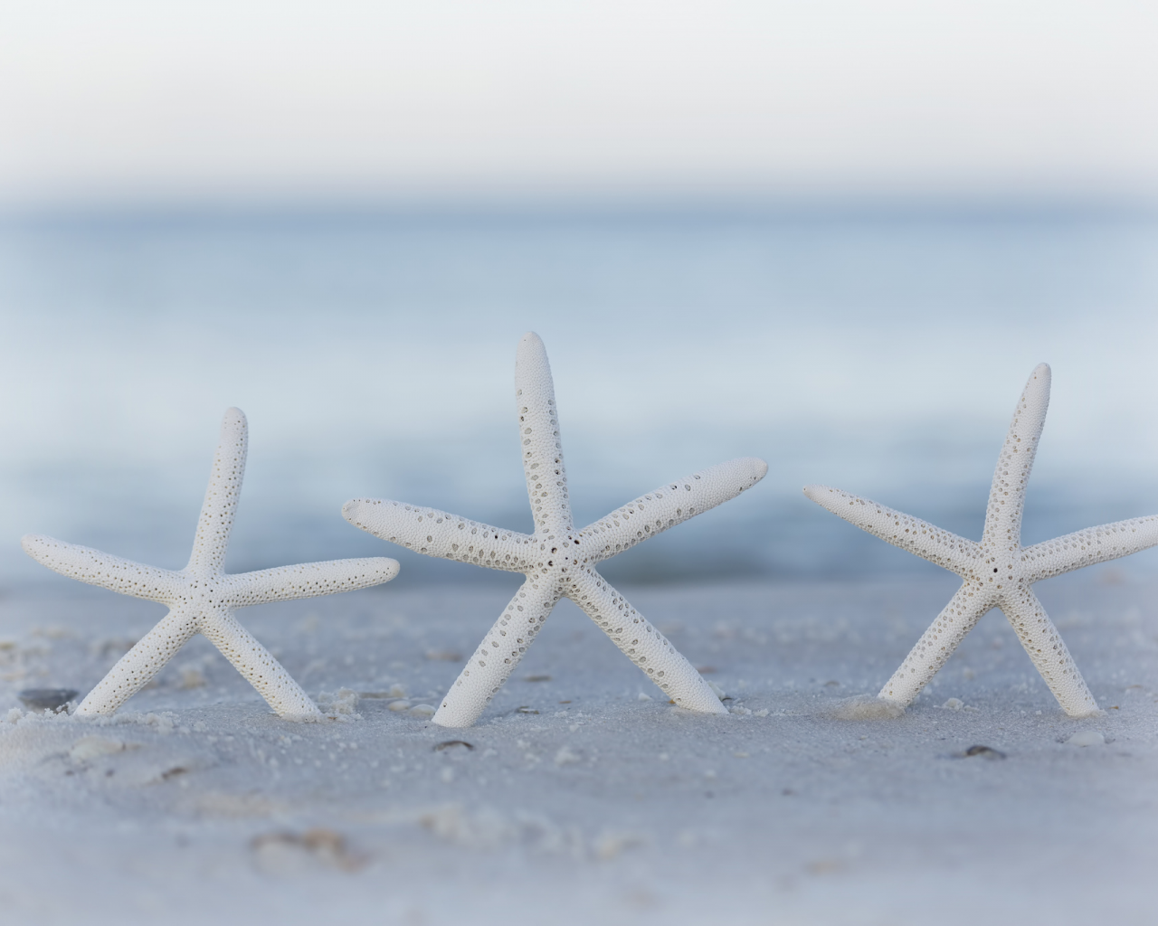 морские звезды, песок, пляж, боке