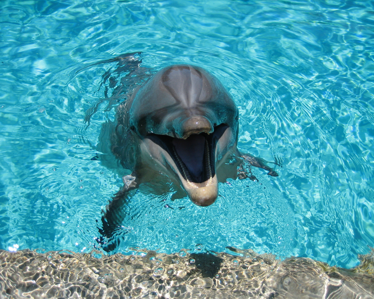 вода, улыбка, дельфин