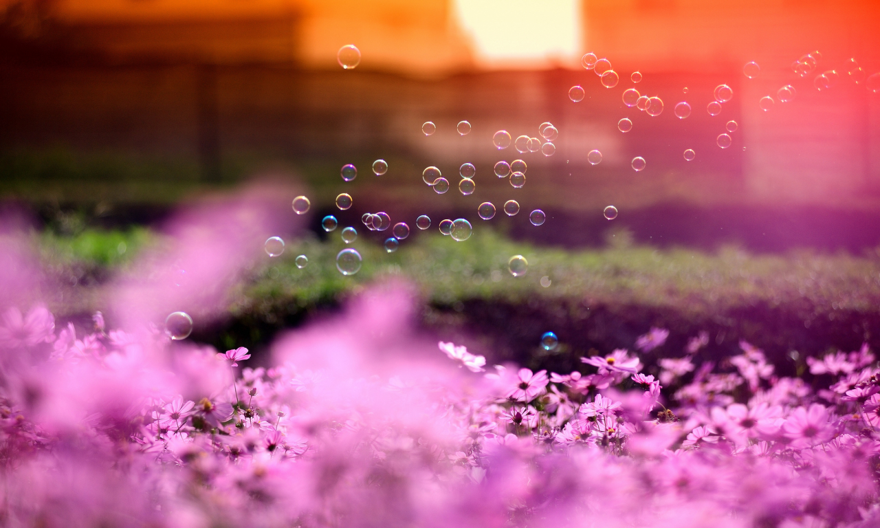 солнце, розовые, цветы, космея, мыльные пузыри, фокус