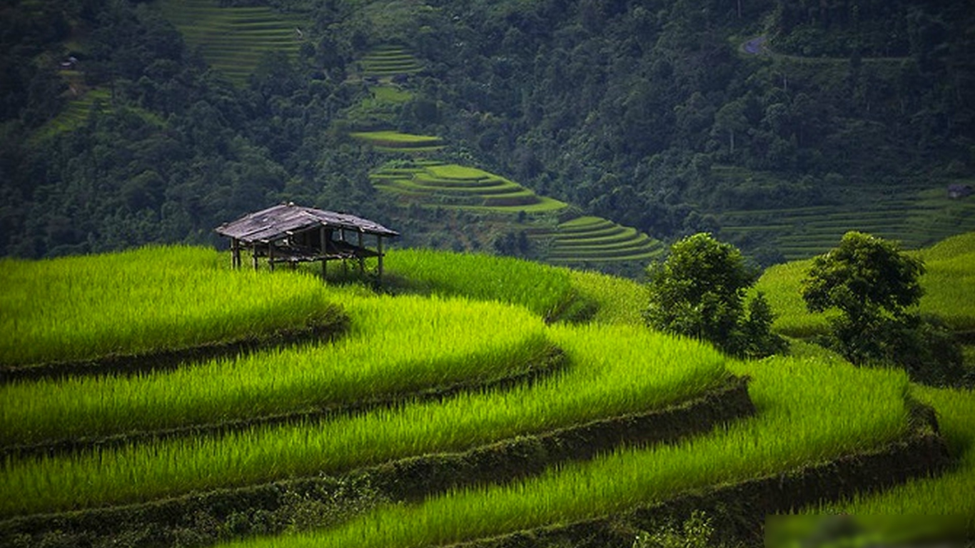 Вьетнам, поля, дома