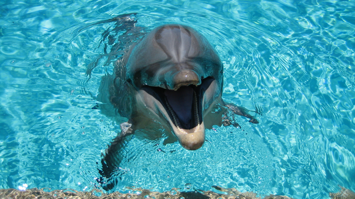 вода, улыбка, дельфин