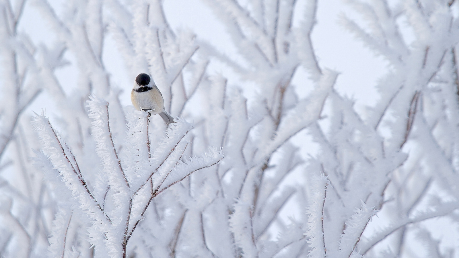 снег, птица, синица, природа, дерево