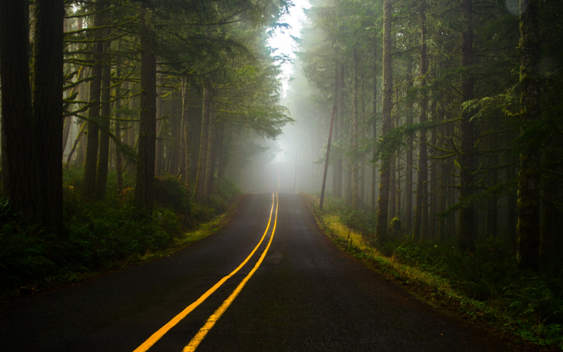туман, дорога, лес