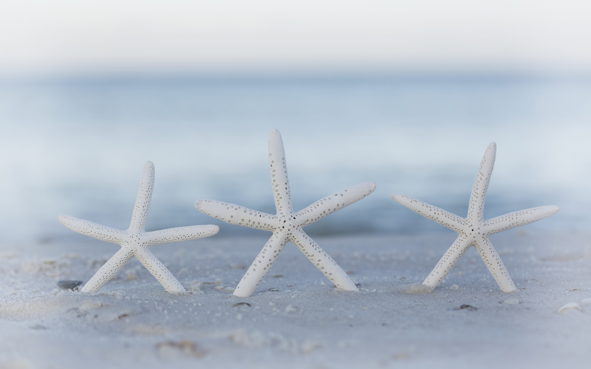 морские звезды, песок, пляж, боке