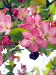 Flowering, trees, яблоня, цветущие деревья