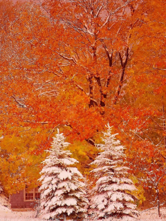 Munising, Michigan, Мунизинг, Мичиган, осень, деревья, ели, снег