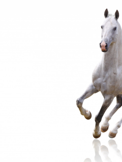 лошадь, скачет, белая, красивая, белый фон