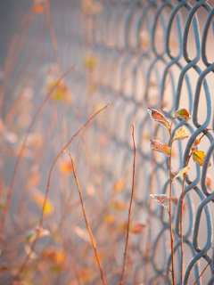 листья, ограждение, макро. сетка, ограда, забор, ворота