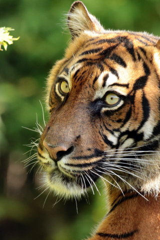 Суматранский тигр, тигр, хищник, морда, портрет, ветка