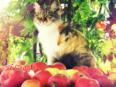 кот, яблоки, осень, листья, зелень