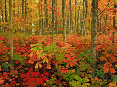 лес, осень, деревья, трава, кусты, листья, краски