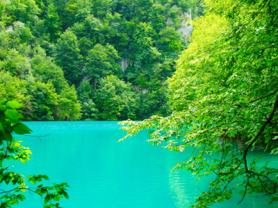 озеро, деревья, зелень