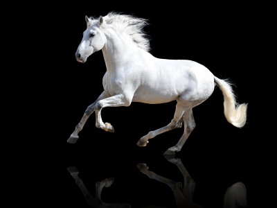 лошадь, конь, белый, скачет, отражение, красавец, хвост, грива, черный фон