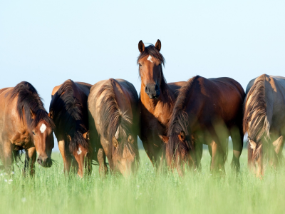 лошади, кони, пасутся, шесть, трава, небо, лето, коричневые