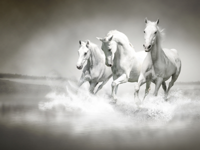 лошади, кони, белые, три, тройка, скачут, река, поле, туман